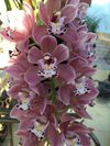 Cymbidium Sakura (3)